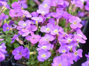 Tařička 'Glacier Blue' - Aubrieta hybrida 'Glacier Blue'
