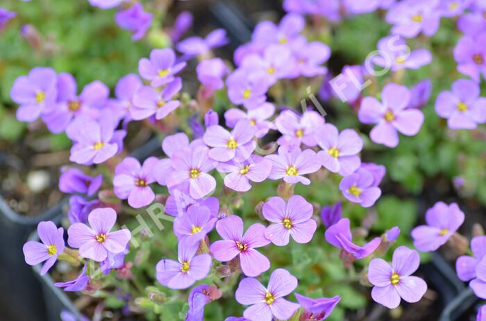 Tařička zahradní 'Hamburger Stadtpark' - Aubrieta hybrida 'Hamburger Stadtpark'