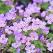 Tařička zahradní 'Hamburger Stadtpark' - Aubrieta hybrida 'Hamburger Stadtpark'