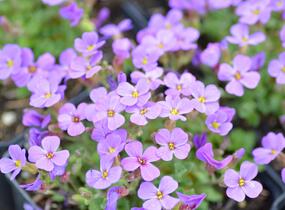Tařička zahradní 'Hamburger Stadtpark' - Aubrieta hybrida 'Hamburger Stadtpark'