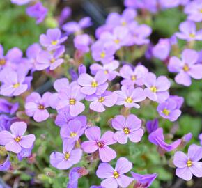 Tařička zahradní 'Hamburger Stadtpark' - Aubrieta hybrida 'Hamburger Stadtpark'