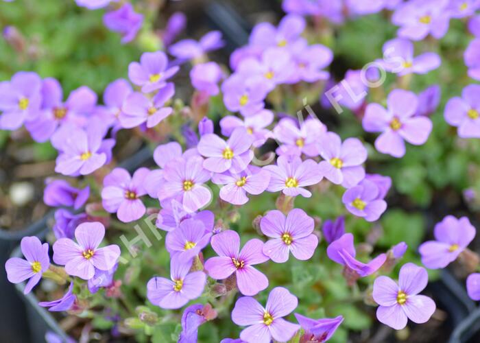 Tařička zahradní 'Hamburger Stadtpark' - Aubrieta hybrida 'Hamburger Stadtpark'