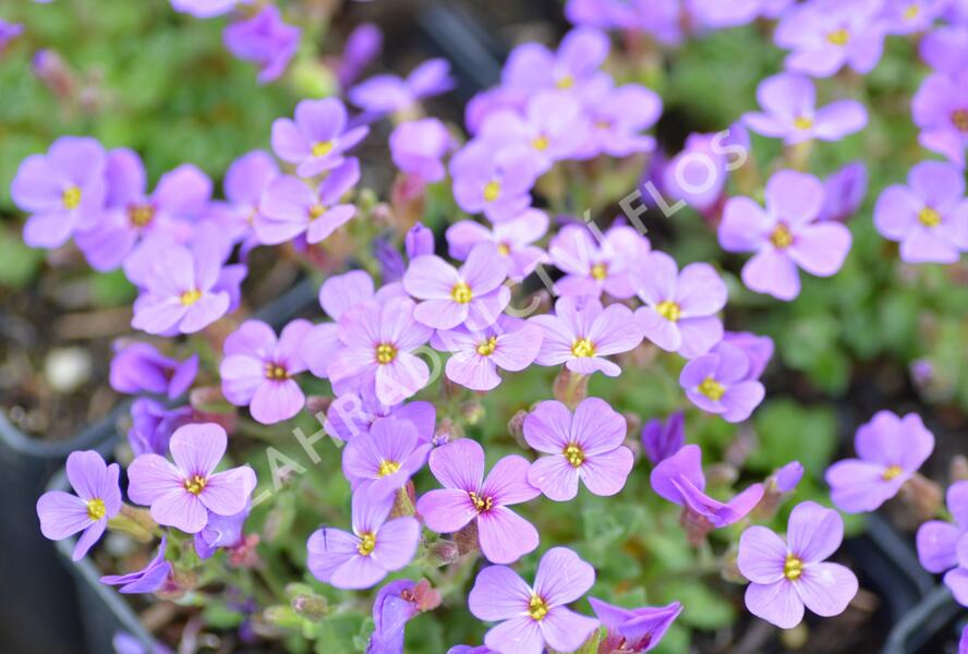 Tařička zahradní 'Hamburger Stadtpark' - Aubrieta hybrida 'Hamburger Stadtpark'