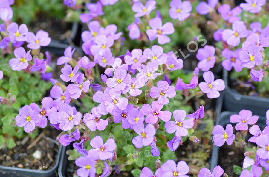 Tařička zahradní 'Hamburger Stadtpark' - Aubrieta hybrida 'Hamburger Stadtpark'