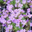 Tařička zahradní 'Hamburger Stadtpark' - Aubrieta hybrida 'Hamburger Stadtpark'