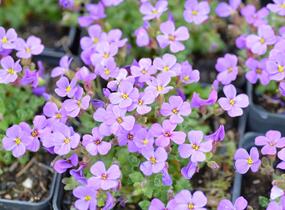 Tařička zahradní 'Hamburger Stadtpark' - Aubrieta hybrida 'Hamburger Stadtpark'