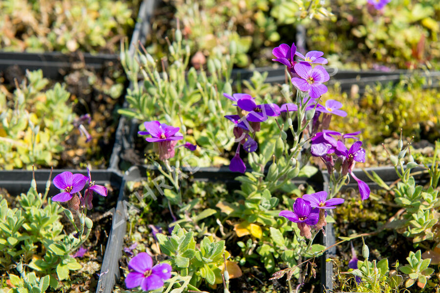Tařička zahradní 'Hamburger Stadtpark' - Aubrieta hybrida 'Hamburger Stadtpark'