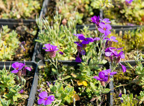 Tařička zahradní 'Hamburger Stadtpark' - Aubrieta hybrida 'Hamburger Stadtpark'