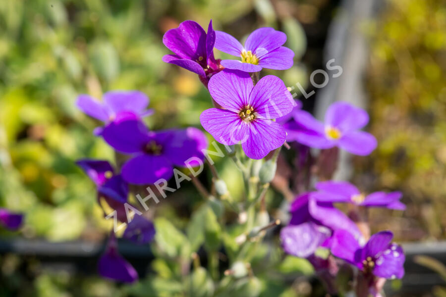 Tařička zahradní 'Hamburger Stadtpark' - Aubrieta hybrida 'Hamburger Stadtpark'