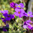 Tařička zahradní 'Hamburger Stadtpark' - Aubrieta hybrida 'Hamburger Stadtpark'