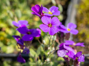 Tařička zahradní 'Hamburger Stadtpark' - Aubrieta hybrida 'Hamburger Stadtpark'