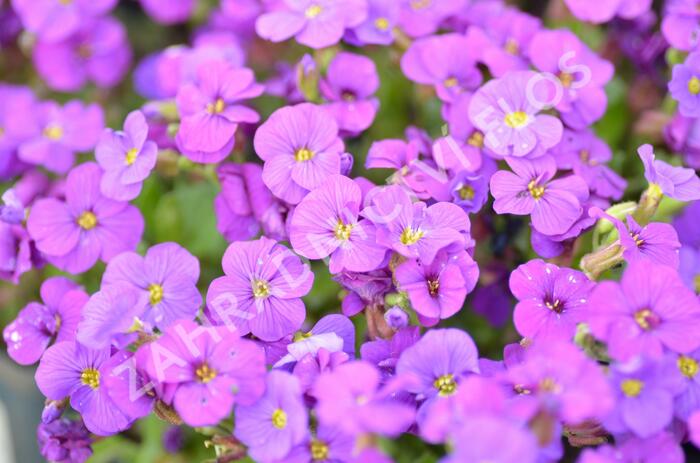 Tařička kosníkovitá 'Axcent Deep Purple' - Aubrieta deltoides 'Axcent Deep Purple'