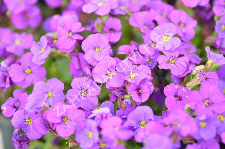 Tařička kosníkovitá 'Axcent Deep Purple' - Aubrieta deltoides 'Axcent Deep Purple'