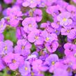 Tařička kosníkovitá 'Axcent Deep Purple' - Aubrieta deltoides 'Axcent Deep Purple'