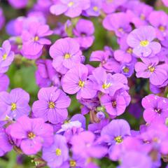 Tařička kosníkovitá 'Axcent Deep Purple' - Aubrieta deltoides 'Axcent Deep Purple'