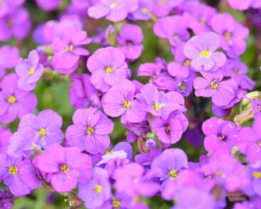 Tařička kosníkovitá 'Axcent Deep Purple'
