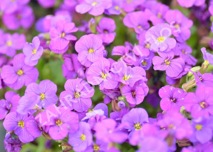 Tařička kosníkovitá 'Axcent Deep Purple' - Aubrieta deltoides 'Axcent Deep Purple'