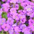 taricka-kosnikovita-axcent-deep-purple.jpg