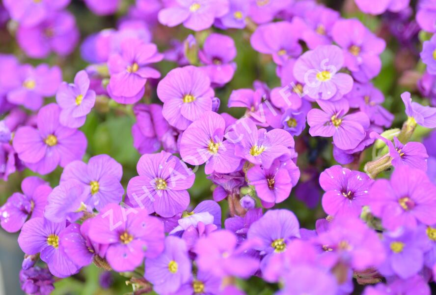 Tařička kosníkovitá 'Axcent Deep Purple' - Aubrieta deltoides 'Axcent Deep Purple'