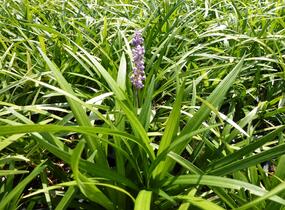 Liriope 'Ingwersen' - Liriope muscari 'Ingwersen'