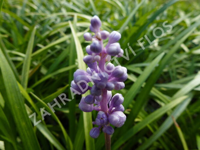 Liriope 'Ingwersen' - Liriope muscari 'Ingwersen'