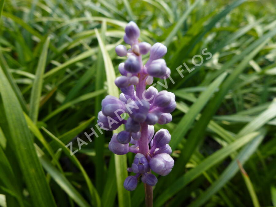 Liriope 'Ingwersen' - Liriope muscari 'Ingwersen'