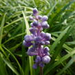 Liriope 'Ingwersen' - Liriope muscari 'Ingwersen'