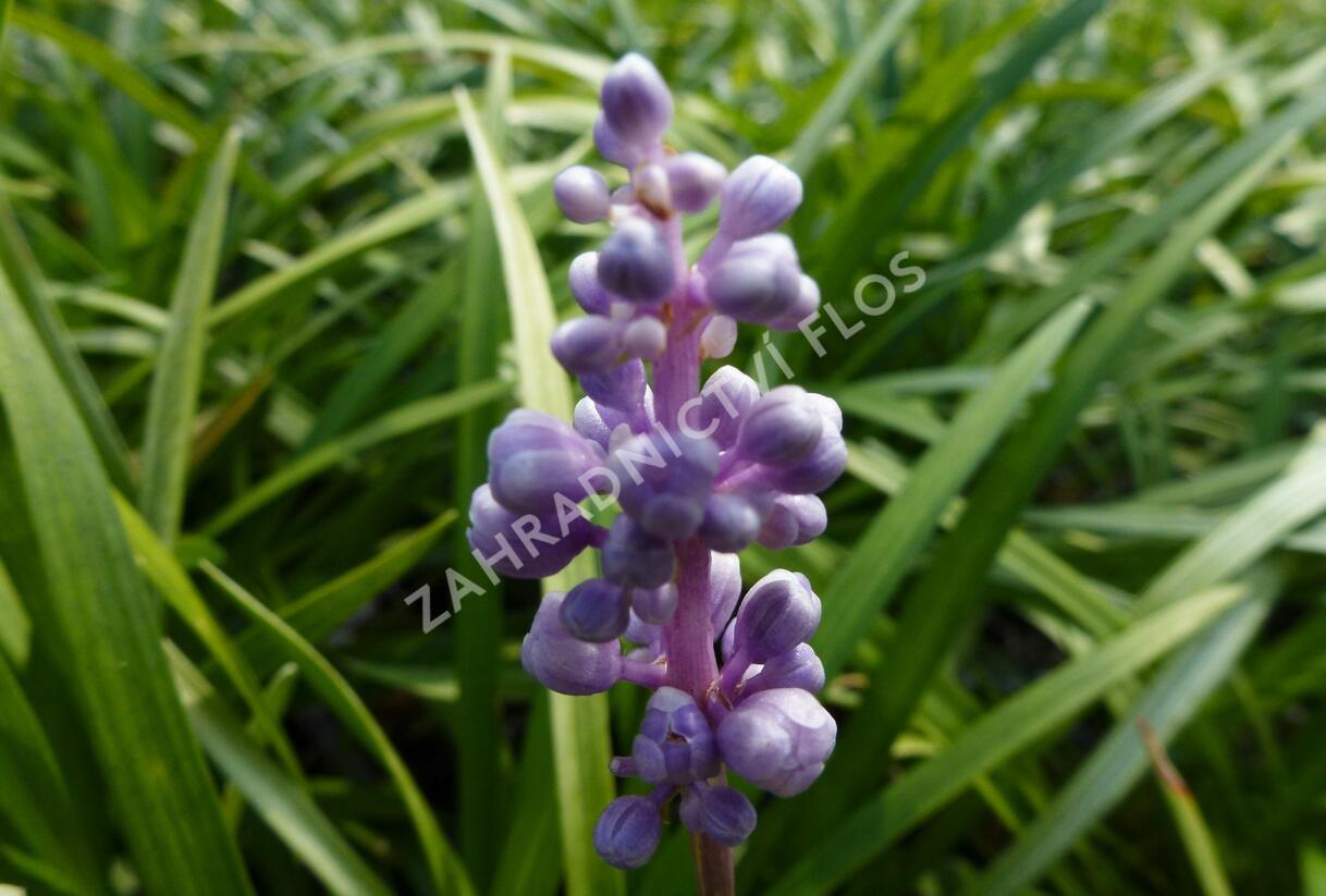 Liriope 'Ingwersen' - Liriope muscari 'Ingwersen'