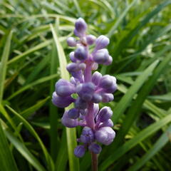 Liriope 'Ingwersen' - Liriope muscari 'Ingwersen'