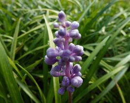Liriope 'Ingwersen'