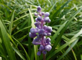 Liriope 'Ingwersen' - Liriope muscari 'Ingwersen'