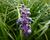 Liriope 'Ingwersen'