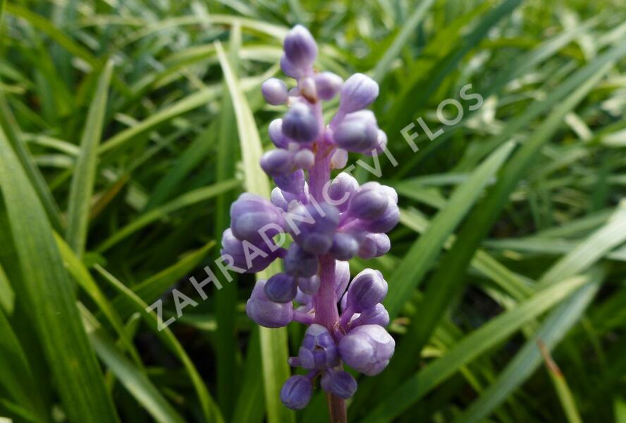 Liriope 'Ingwersen' - Liriope muscari 'Ingwersen'