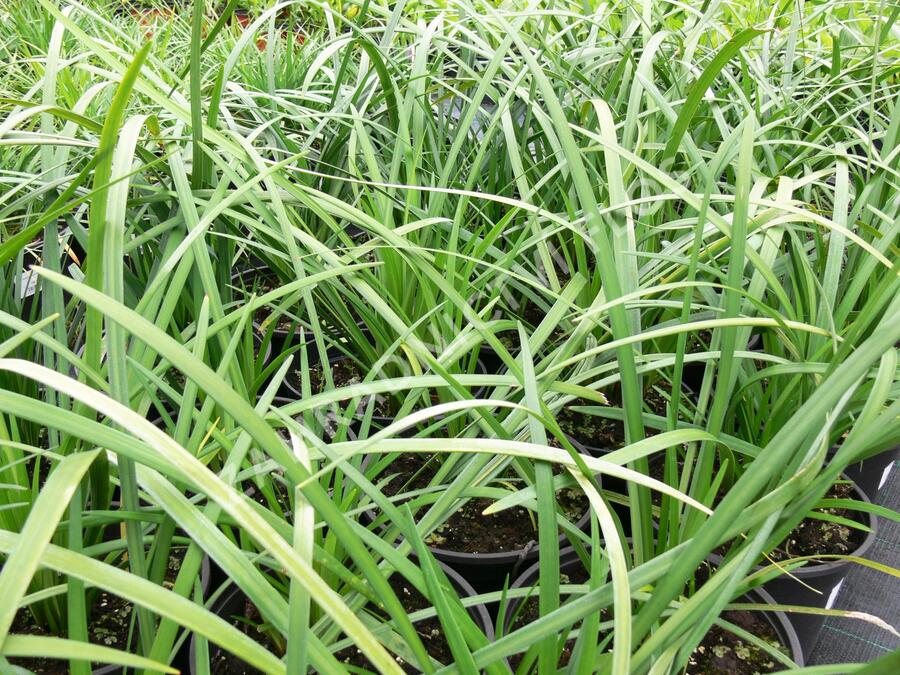 Liriope 'Evergreen Giant' - Liriope muscari 'Evergreen Giant'