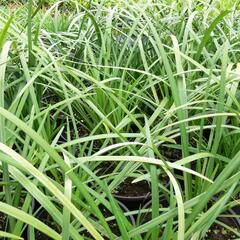 Liriope 'Evergreen Giant' - Liriope muscari 'Evergreen Giant'