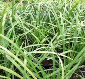 Liriope 'Evergreen Giant' - Liriope muscari 'Evergreen Giant'