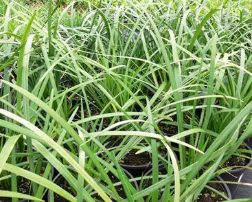 Liriope 'Evergreen Giant'