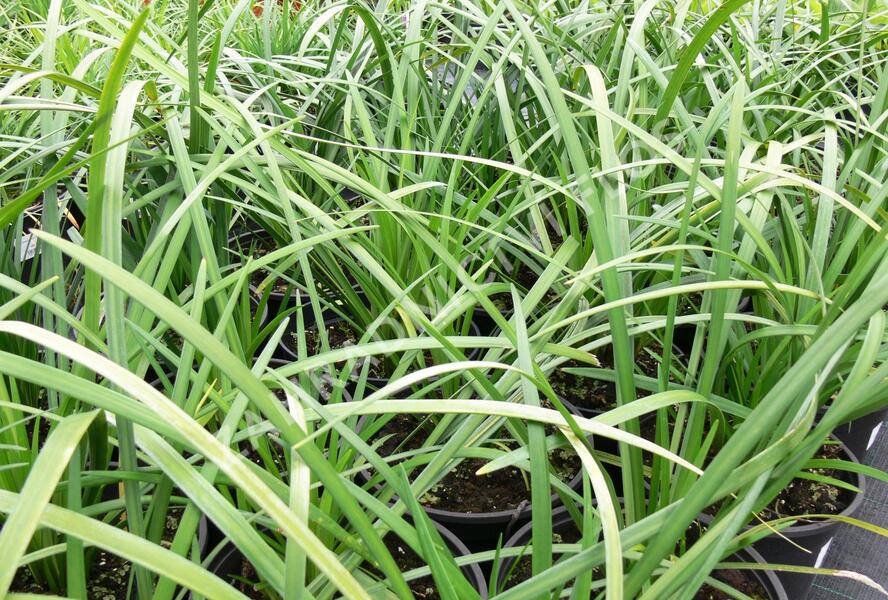 Liriope 'Evergreen Giant' - Liriope muscari 'Evergreen Giant'