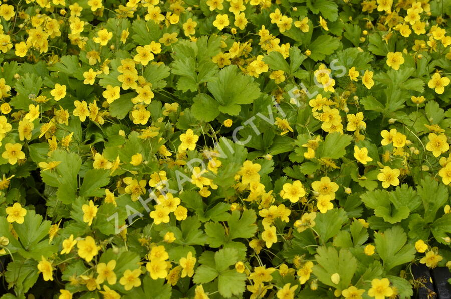 Mochnička trojčetná - Waldsteinia ternata