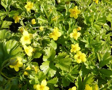 Mochnička trojčetná