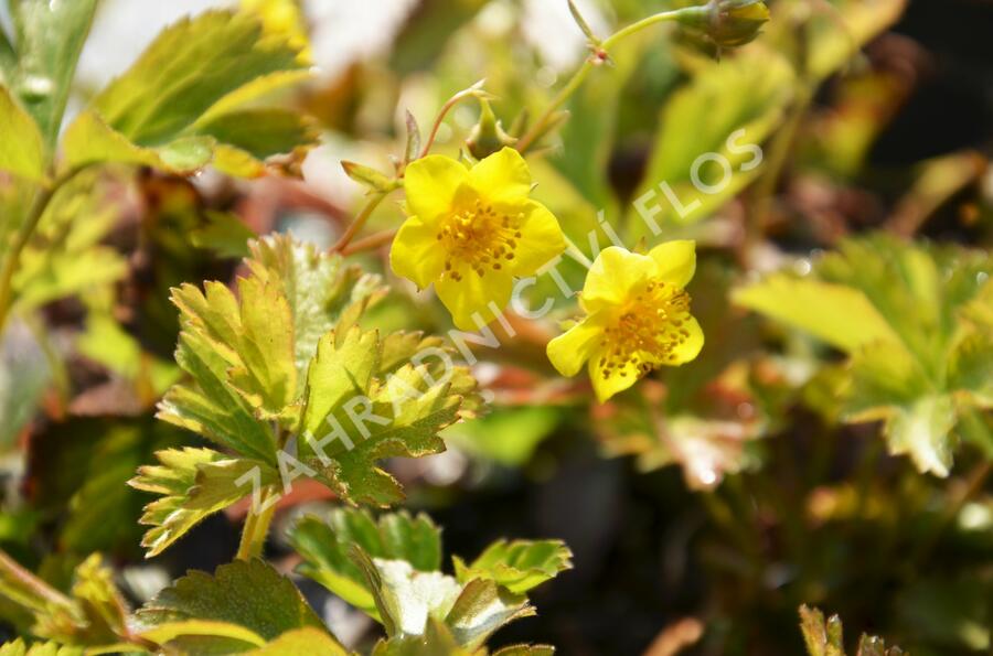 Mochnička trojčetná - Waldsteinia ternata