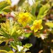 Mochnička trojčetná - Waldsteinia ternata