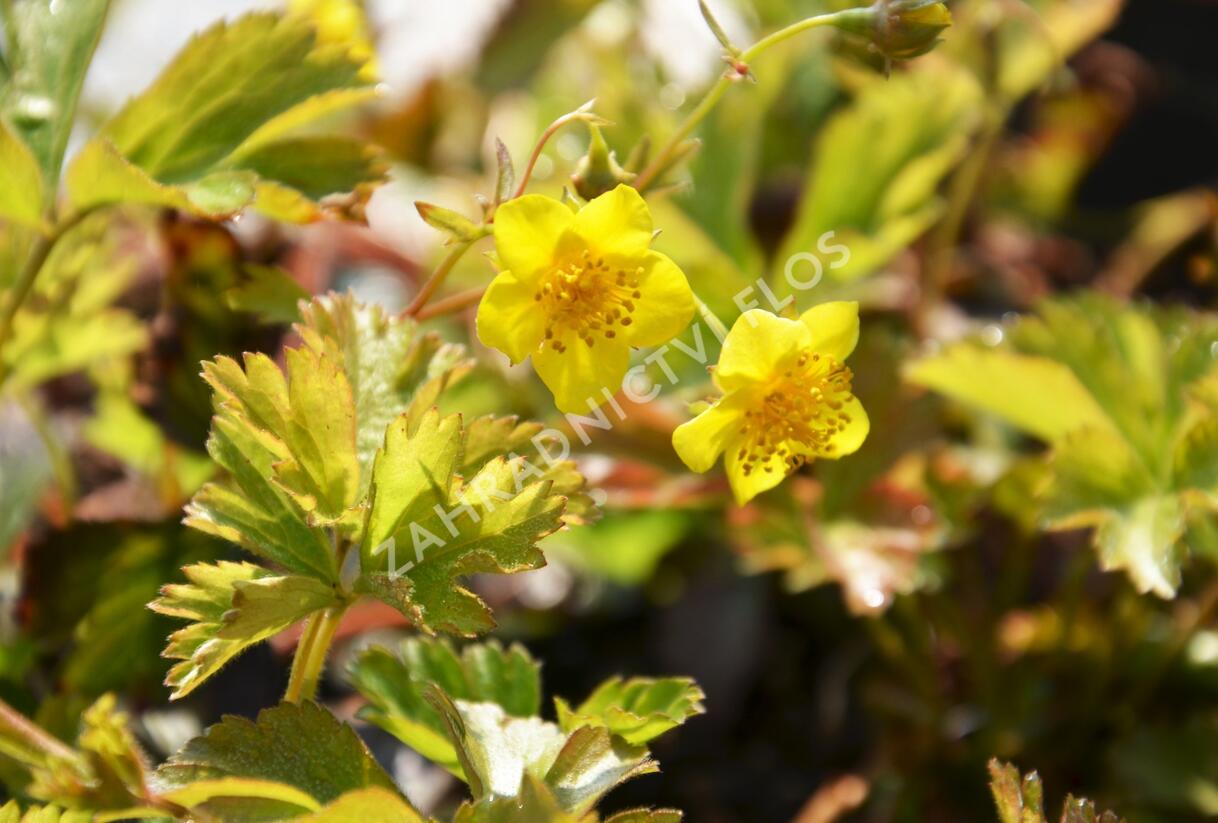Mochnička trojčetná - Waldsteinia ternata