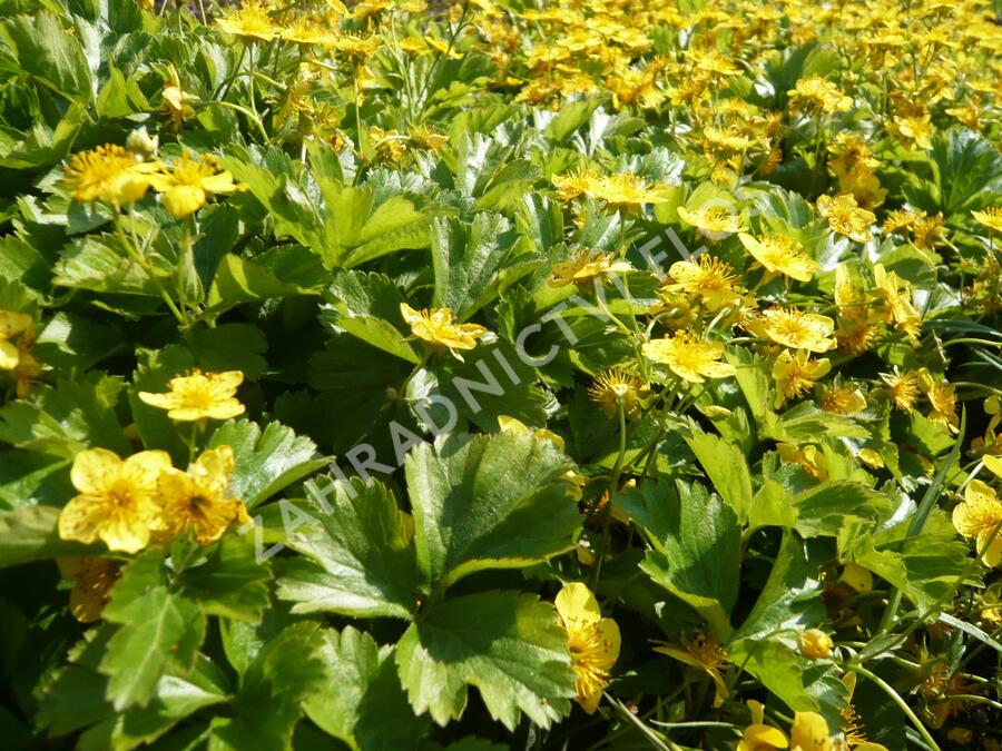 Mochnička trojčetná - Waldsteinia ternata