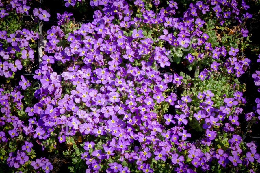 Tařička kosníkovitá 'Audrey Light Blue' - Aubrieta deltoides 'Audrey Light Blue'