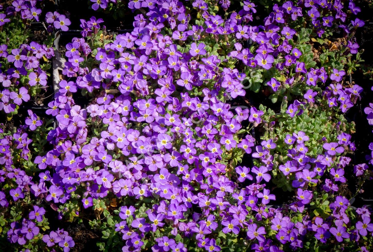 Tařička kosníkovitá 'Audrey Light Blue' - Aubrieta deltoides 'Audrey Light Blue'