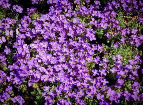 Tařička kosníkovitá 'Audrey Light Blue' - Aubrieta deltoides 'Audrey Light Blue'