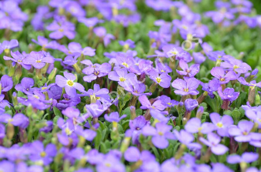 Tařička kosníkovitá 'Audrey Light Blue' - Aubrieta deltoides 'Audrey Light Blue'