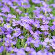 Tařička kosníkovitá 'Audrey Light Blue' - Aubrieta deltoides 'Audrey Light Blue'