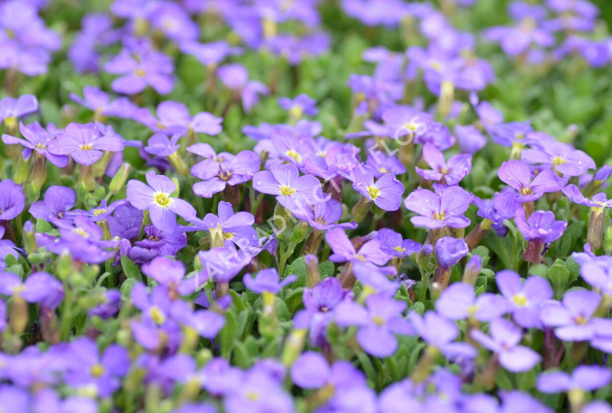 Tařička kosníkovitá 'Audrey Light Blue' - Aubrieta deltoides 'Audrey Light Blue'